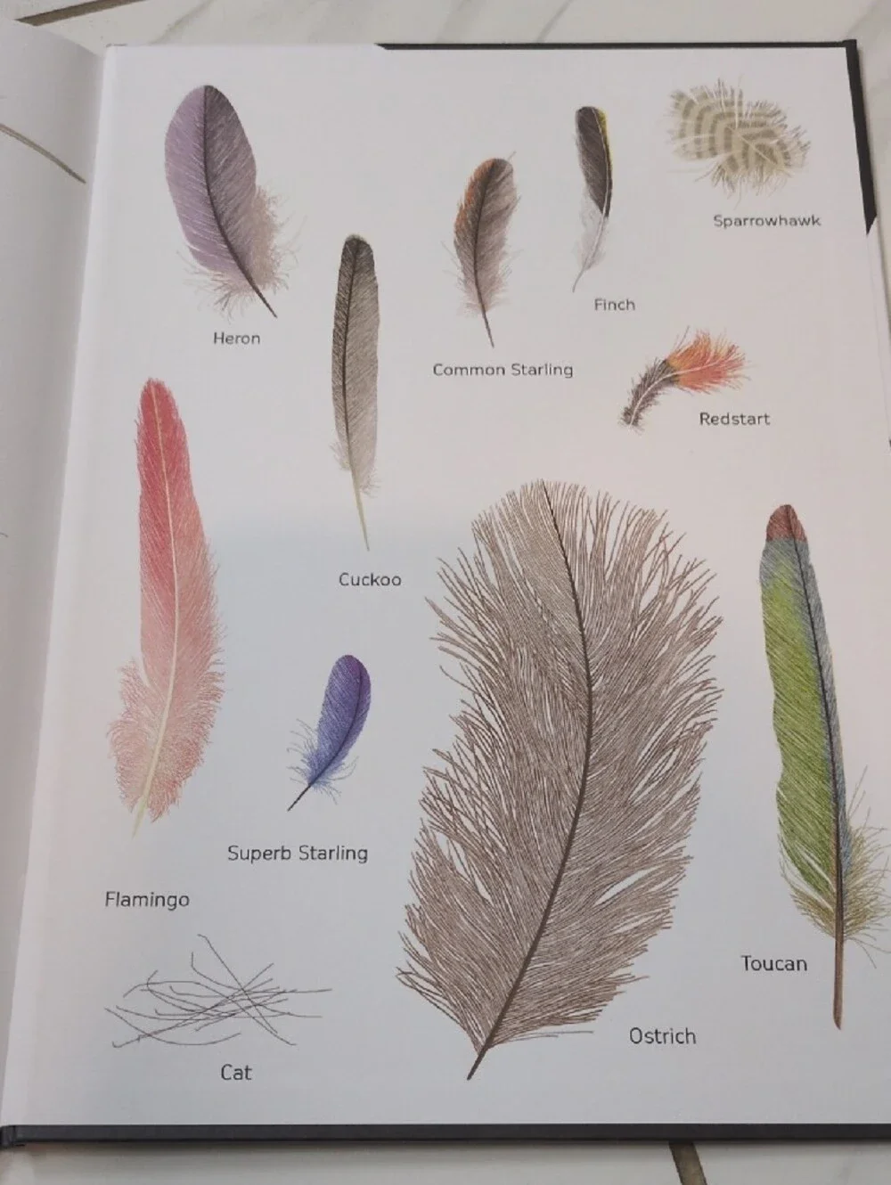 Plume Children's Book By Isabelle Simler